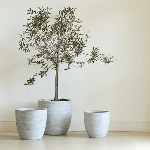 Arwen Planter (19176)