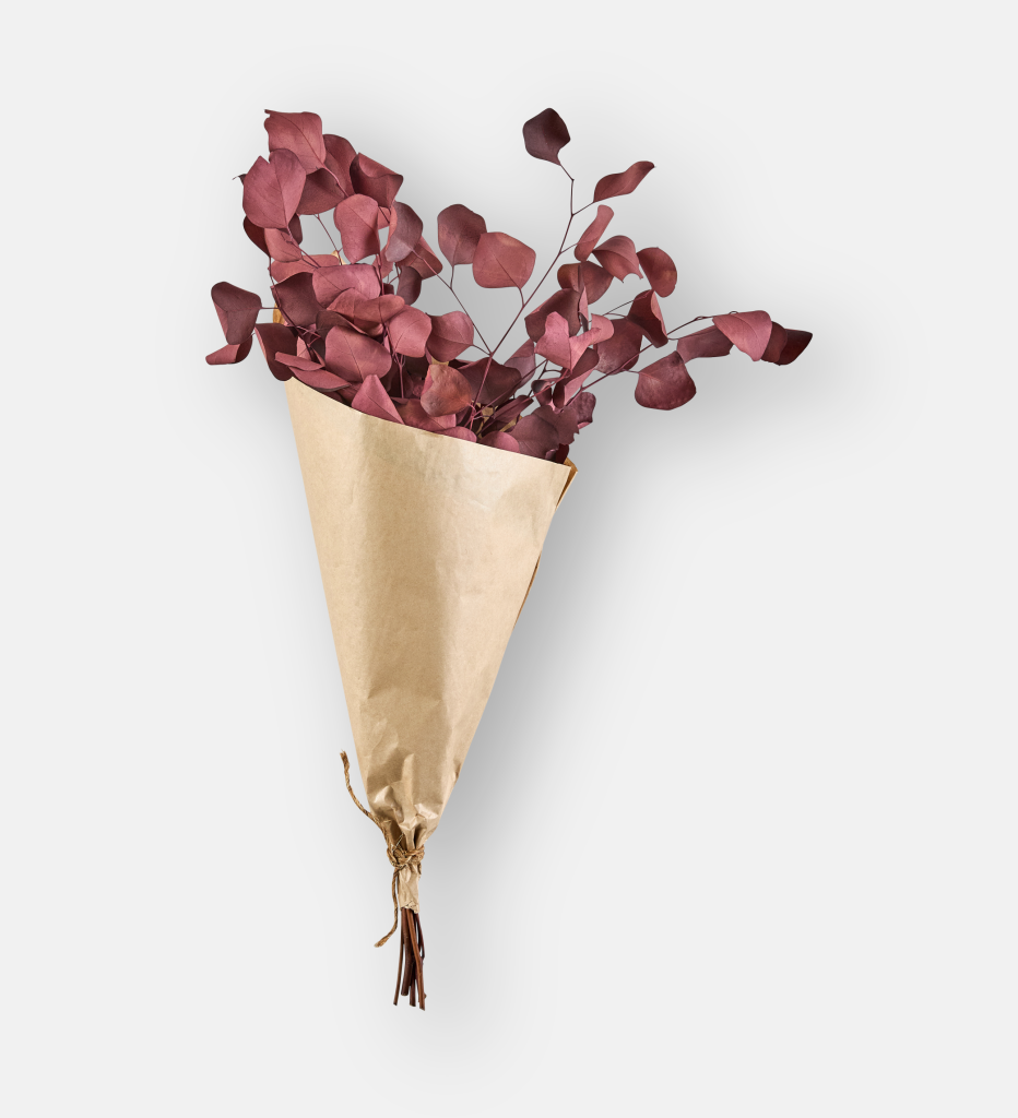 Populus Burgundy (94128)