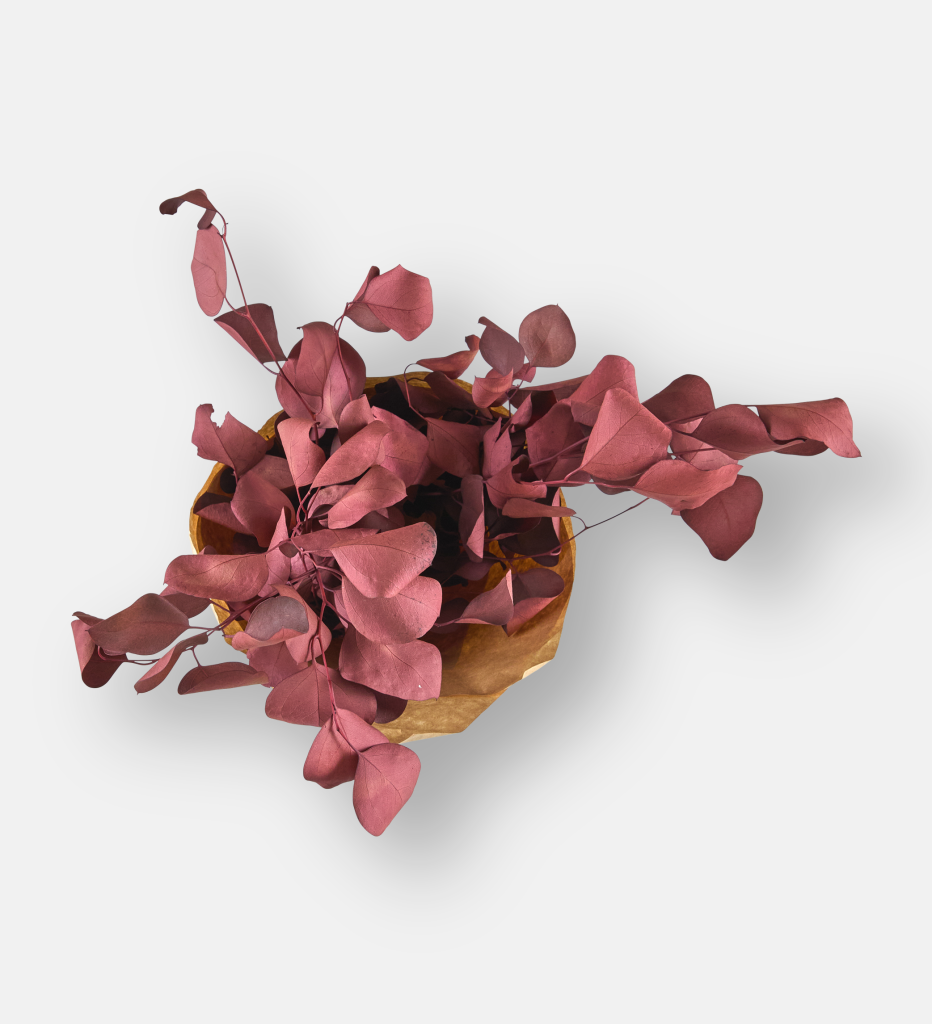 Populus Burgundy (94129)