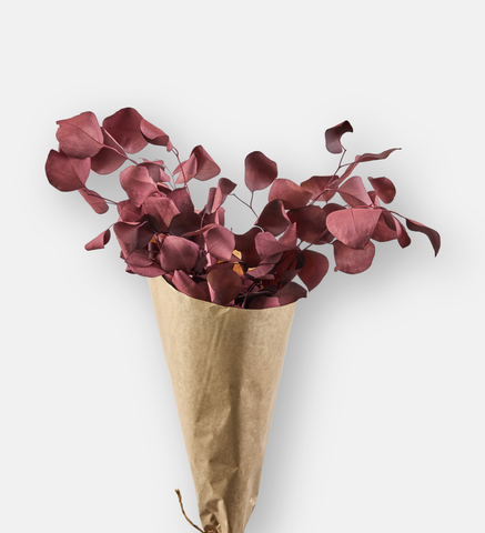Populus Burgundy (94130)
