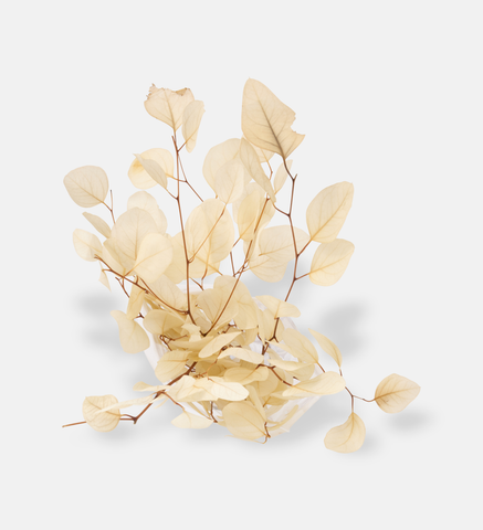 White Woodland (102550)