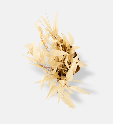Winter Stem (102547)